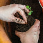 苗種根部水平放置於黑軟盆口，將調(diào)配好的介質(zhì)土壤裝進(jìn)盆內(nèi)，並適當(dāng)敲盆，讓土壤不過於緊密。