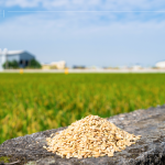 綿延近2.6萬(wàn)坪的契作面積，從翠綠秧苗到金黃稻浪，是農(nóng)友們?nèi)杖招羷诔删偷呢S碩果實(shí)，更多是對(duì)這片土地的溫柔與敬愛。