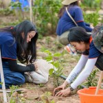 種下榕屬植物，富含水份及乳汁、枝葉茂密、遮陰度高，可抑制大黍草生長，防火林帶不僅兼顧山坡地的防火，更可恢復(fù)生物多樣性及森林植群。