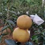 「吾家有梨初長成」！卸下袋裝的它，碩大的體型看來相當顯眼，難怪被農家一眼相中：就決定是你們了，我將帶你們到每一位值得接受祝福的人手中。