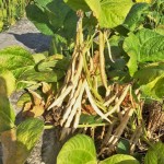 待紅豆莢成熟，農(nóng)民才可一一採收，撥開豆莢挑選出飽滿漂亮的豆籽。