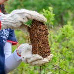將樹苗種至植穴前，先將土球盤根的部分舒展開，以利樹苗種植後的根系發(fā)展。