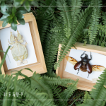 體驗活動—手作植物昆蟲，透過不同的自然素材，搭配敏銳觀察力，著手製作獨一無二的專屬工藝品。