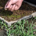 『小小的秧苗寶寶』，夏天需要蓋網(wǎng)子防止曬傷，冬天需要蓋不織布被子防止凍傷，並防止蟲害，是農(nóng)民們寶貝的囡仔，悉心的呵護著。