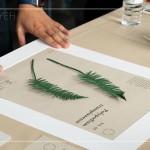 將紙蕨黏至底紙上，再黏上裱框紙，裱成框畫，增添深度感，作為家中裝飾，妝點綠意。