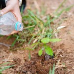 脫離盆栽後，最後一次的人為澆水，回歸大自然後，就需靠樹苗們獨(dú)立生長，吸收大自然的陽光、雨水，期盼健康長大。