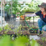 將分盆好的樹苗放置育苗方盤中，為小苗們澆水，後續(xù)統(tǒng)一放在中央培育區(qū)，培育至30-60公分，合適出栽種植的高度。