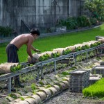 一捲捲的秧苗，在秧苗輸送機上，方便農(nóng)民從較遠處的秧苗場輸送，可節(jié)省人力與時間。