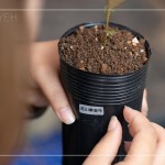 將大肚山原生種的植物標(biāo)籤貼於黑軟盆上緣，方便隨時(shí)記錄成長(zhǎng)大小與數(shù)量。