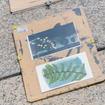 將擺放好素材的明信片，曝曬在太陽下約5~6分鐘，被植物與花卉覆蓋的部分將呈現(xiàn)白色，而未覆蓋的區(qū)域則會(huì)顯現(xiàn)出深邃的藍(lán)影。