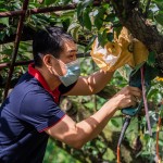 新業(yè)起一大早，加入採梨的行列，使用專用電剪剪梨，一手扶住梨子底端，一手將剪刀口對準梨子的枝枒，使樹枝應(yīng)聲而斷，加快採收的效率。（圖為新業(yè)建設(shè)邱正光副總經(jīng)理）