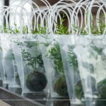 臺灣小小島嶼，富有700多種蕨類植物，60多種為臺灣原生種，致上『銀脈鳳尾蕨苔球』，為這場紙蕨手作時光，增添更多綠藝氣息。