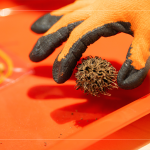 將自然掉落的楓香拾起，將果實中帶刺狀的種子一根根挑起，配上優(yōu)雅的小串珠，化身為最「在地」的果實小吊飾。