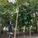 新業(yè)選樹條件相當多，像這棵大花紫薇要看花期、排水率與落葉狀況，希望能提供住戶最理想愜意的森活環(huán)境。