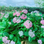 初綻的繡球花如戀愛(ài)中的少女，輕輕地聆聽花語(yǔ)，低低地訴說(shuō)柔情…。