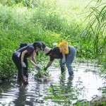 當天除了撿拾垃圾，也將河裡的外來種植物移除，水芙蓉、布袋蓮──過去因為花形美麗而被引進臺灣，如今過度的繁殖影響水流，也排擠原生物種的棲息環(huán)境。
