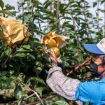 採收時，農(nóng)民滿懷期待的拆開套袋，看到了一顆顆健康飽滿的梨子，這一年多少的辛勞都值得了！