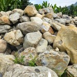 來自南投信義鄉(xiāng)的『塔塔加石』，外型紋理錯綜分布、加上石材密度較高，不容易生長青苔，也是挑選景觀石頭的首選之一。