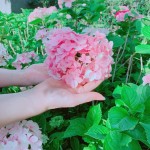 因繡球花一蒂有八蕊，狀似八仙相聚，因此獲「八仙花」之名。