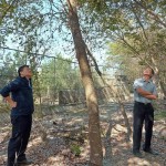 簡(jiǎn)福榮總經(jīng)理（圖右）與吳志輝建築師（圖左），各自從不同方向繞樹(shù)觀察評(píng)估，並想像著未來(lái)住戶在樹(shù)下抬頭望見(jiàn)的景象。