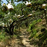 穿梭在園裡的小徑，放眼望去都是一包包的梨子，套袋的用意是為了讓梨子們更牢固的成長，也防止鳥兒與蟲兒的光顧。