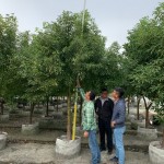 替樟樹量量身高，掌握生長狀況。