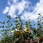 山嵐、雲(yún)霧、烈陽、雨霖的相伴，遍部在山間園裡，是一包包、一串串的結(jié)晶。