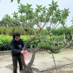 雀屏中選後的白水木，在腰間綁上紅絲帶作為標示，「歡迎加入新業(yè)的大家庭，今後也要好好生長喔！」