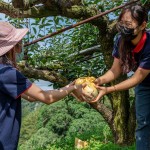 新業(yè)同仁小心翼翼地捧住梨子，遞給下方的守門員，就像是心傳心，默契盡在不言中。