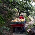 隨著搬運車的引擎轟隆隆地發(fā)動，行駛在山間顛簸的小徑上，已被裝箱的梨子正準備滿載而歸。