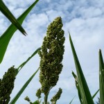 在晴空萬里微風(fēng)輕輕吹拂下，結(jié)實(shí)累累的高粱穗花在風(fēng)中恣意地?fù)u擺，是舒爽怡人的金門日常。