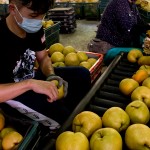 年復(fù)一年承擔(dān)著梨群的重量，進行拆袋剪枝的程序，熟練的做著熟悉的步驟，將一顆顆的梨子剪枝後成箱，準備進行到分級的階段。