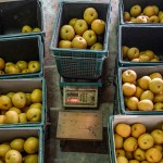 將每一顆梨子分級到屬於自己的舒適圈，每一個步驟都是手的溫度，感受與梨子密不可分的餘韻。