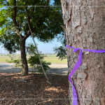 風和日麗的冬日，新業(yè)職人團隊來到彰化縣溪州鄉(xiāng)、田尾鄉(xiāng)，為『築願景』嚴選心中理想的樹木。