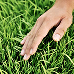 稚嫩青翠，這是益全香米的幼苗，稍後準備動工。