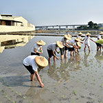 雖然插秧是同仁們的第一次，但看起來有模有樣，我們也體會到農夫的辛苦了。