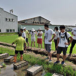 不光白白體驗插秧，也要詳細了解生產稻米的來龍去脈。