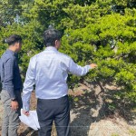 羅漢松為東亞地區(qū)常見的常綠樹木，樹枝柔韌且抗風性強，更有象徵幸福安康、健康富貴之意，可謂是造景設計的首選。