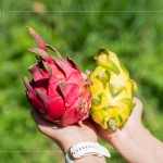 火龍果屬於外來品種，最早是由荷蘭引進，產(chǎn)季為每年三月到十一月，當(dāng)天品嚐『紅皮紅肉種』、『紅皮白肉種』，以及產(chǎn)量較少但甜度更高的『黃皮白肉種』。