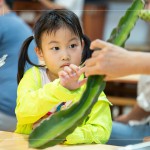 擷取火龍果的一小段莖，近距離觀察表面的尖刺、外觀紋理，經(jīng)由觸摸連結(jié)植物的生長記憶。