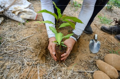 大肚山天然林復(fù)育_行動公益｜種下永恆的森林