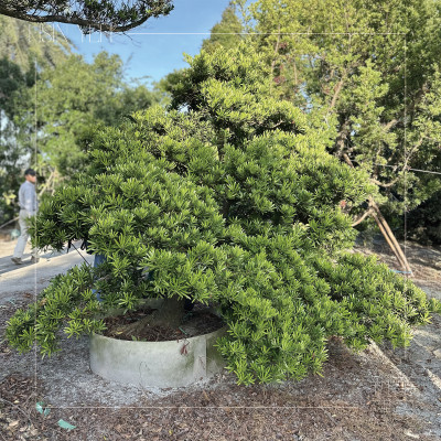 新業(yè)心選品｜打造綠意森活