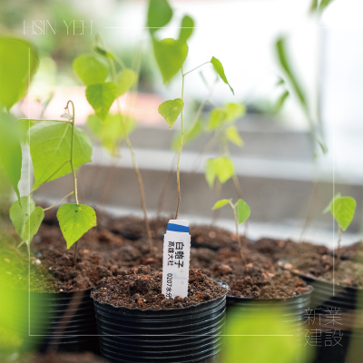 大肚山天然林復育_行動公益｜生生不息_原生苗木培育