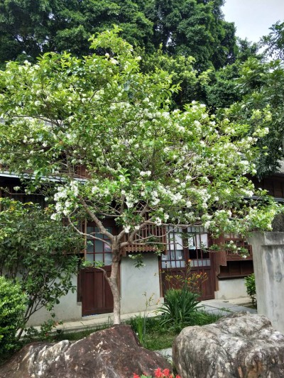 流蘇花季，帶來(lái)一場(chǎng)浪漫的四月雪